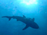 Эксперты, изучающие серию нападений акул на туристов в водах Египта, заключили, что в Красном море на туристов охотится сразу несколько хищниц