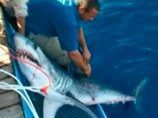 Во вторник египетские власти заявили, что акула-мако, пойманная на прошлой неделе, опознана как виновница нападения на двух туристов: украинца и одного из русских