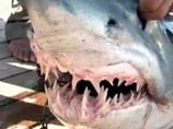 Эксперты подтвердили в Египте "худший сценарий": акула-убийца в Красном море не одна