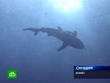 Египет заплатит по 50 тыс. долларов жертвам акул. Онищенко требует возвращать деньги испугавшимся туристам