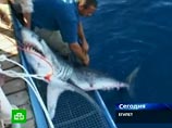 Туроператоры не хотят платить компенсации за египетских акул