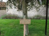 Неизвестные вандалы уничтожили знаменитый Гластонберийский терновник, являвшийся одним из главных символов христианства в Британии