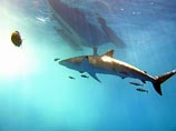 Министерство туризма Израиля: вероятность появления акул у берега крайне низка