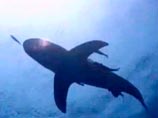 Пьяный серб случайно убил акулу в Шарм-эш-Шейхе