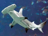 В отдельных статьях, со ссылкой на "достоверные источники", приводились убедительные доказательства того, что Драган Стевич убил задом не белую акулу-людоеда, а рыбу-молот