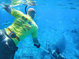 На защитные сетки в Шарм-эш-Шейхе предложено устанавливать электромагнитный щит, чтобы отпугивать акул
