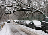 Ледяной дождь в Москве, обернувшийся образованием толстой ледяной корки на всех открытых поверхностях, привел к многочисленным случаям падения деревьев