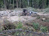 Подрядчик строительства трассы Москва-Санкт-Петербург отозвал иск к защитникам Химкинского леса