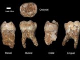 Израильские археологи обнаружили самые ранние из известных останки предков 
современного человека 