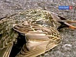 Таинственная массовая гибель птиц продолжается в разных концах Европы - Швеции и Италии. В блогах заговорили о конце света Таинственная массовая гибель птиц продолжается в разных концах Европы - Швеции и Италии. В блогах заговорили о конце света