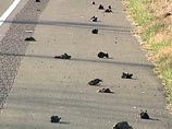 В канун Нового года около 4 тыс. черных дроздов упали замертво в окрестностях небольшого городка Бииб (штат Арканзас) в США, а позднее крупные группы мертвых птиц были обнаружены также в штате Луизиана и Кентукки