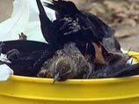Новый случай массовой гибели птиц - в Канаде упали на землю несколько десятков голубей