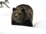 В Приморье агрессивный медведь забрался в сельскую школу