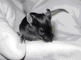 Но в 2008 году японский ученый смог клонировать мышь, используя клетки другой мыши, замороженной на 16 лет. Успеха добился доктор Терухико Вакаяма из Центра биологии развития "Рикен"