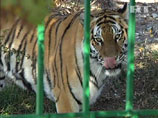 Русские подсунули иранскому зоопарку больного тигра, который тут же умер, утверждают в Тегеране