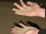 В России растут внутренние цены на пшеницу 

