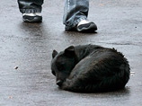 В Москве у Киевского вокзала устроили массовое убийство бездомных собак