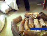 Петербургские приставы арестовали три тонны бивней мамонта