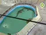 В днепропетровском океанариуме 14-летний крокодил проглотил мобильный телефон посетительницы, пытавшейся его сфотографировать. Теперь рептилия по имени Гена ведет себя вяло и отказывается от еды