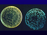 В конце прошлого года сообщалось, студентам Кембриджского университета (Великобритания) удалось получить генетически модифицированных светлячков и морскую бактерию Vibrio fischeri