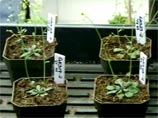 Ученые вывели растения, которые обнаруживают взрывчатку (ВИДЕО) Ученые вывели растения, которые обнаруживают взрывчатку (ВИДЕО)