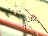 В Кабардино-Балкарии в кафе застрелили четверых обедавших милиционеров В Кабардино-Балкарии в кафе застрелили четверых обедавших милиционеров