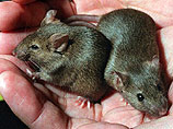 В Израиле тренируют мышей-ищеек, которые будут искать наркотики и взрывчатку