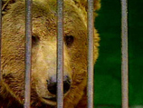 В Якутии угонщики сожгли цирковой автобус вместе с медведицей и голубями