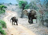 Польский охотник подал в суд на турфирму за то, что не нашел в Африке слона