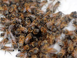 По мнению ученого Альберта Эйнштейна, если пчелы вымрут, то через четыре года после этого вымрут и люди, напоминает британская газета The Daily Telegraph