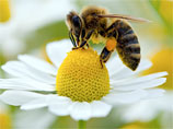 В мире по неизвестным причинам вымирают пчелы, это может привести к гибели человечества