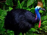 Власти Австралии предостерегают жителей пострадавших от циклона территорий от гигантских, самых опасных в мире птиц