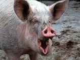 На Украине свинья до смерти запугала своего хозяина-пенсионера