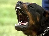 Осужден петербуржец, изнасиловавший женщину с помощью собаки после знакомства в интернете