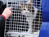 На работу в резиденцию британского премьера приняли кота: будет ловить крыс На работу в резиденцию британского премьера приняли кота: будет ловить крыс