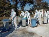 Вспышка птичьего гриппа в японской префектуре Миэ: решено уничтожить 67 тысяч кур Вспышка птичьего гриппа в японской префектуре Миэ: решено уничтожить 67 тысяч кур