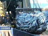Глава Росрыболовства подсчитал, сколько рыбы будет есть средний россиянин Глава Росрыболовства подсчитал, сколько рыбы будет есть средний россиянин