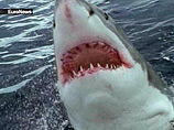 У берегов Австралии акула напала на человека