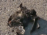 Массовый и необъяснимый пока падеж перелетных птиц - черных дроздов зарегистрирован в Севастополе