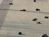 Десятки мертвых птиц лежат на Камышовском шоссе, в Казачьей бухте и в других прибрежных районах