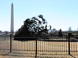 Национальная рождественская ель США упала из-за сильного ветра Национальная рождественская ель США упала из-за сильного ветра