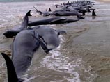 На берег Новой Зеландии выбросились более 100 черных дельфинов 