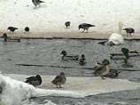 О том, что весна в России в этом году может быть ранней, сообщали натуралисты, наблюдающие за поведением птиц в Московской области. Хотя в столичном регионе уже много дней стоят морозы, птицы, повинуясь инстинкту, уже начали готовиться к весне  