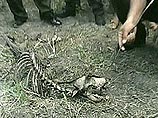 В Никарагуа найдены останки неизвестного науке хищника