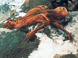 Ученые восстановили облик "ледяного человека", пролежавшего в Альпах пять тысяч лет
Ученые восстановили облик "ледяного человека", пролежавшего в Альпах пять тысяч лет