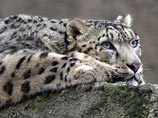 Снежный барс или ирбис (Panthera uncia) Снежный барс или ирбис (Panthera uncia)