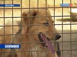 Вокруг московских дворняг снова идет битва: чиновники хотят отправить их в "концлагеря" Вокруг московских дворняг снова идет битва: чиновники хотят отправить их в "концлагеря"