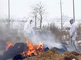 Прокуратура Дзержинска Нижегородской области начала проверку информации о сожжении заживо шести лошадей рядом с очагом африканской чумы свиней