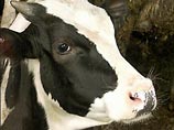 В Тарутинском районе Одесской области корова по кличке Роза съела несколько тысяч американских долларов, которые ее хозяин-грабитель спрятал в коровнике
