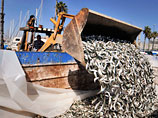 В гавани на юге Калифорнии "задохнулся" миллион сардин (ФОТО)